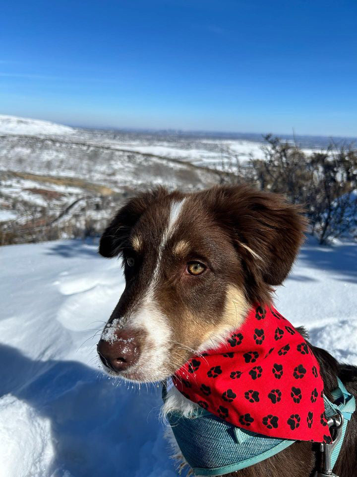 Reversible dog bandana red and black