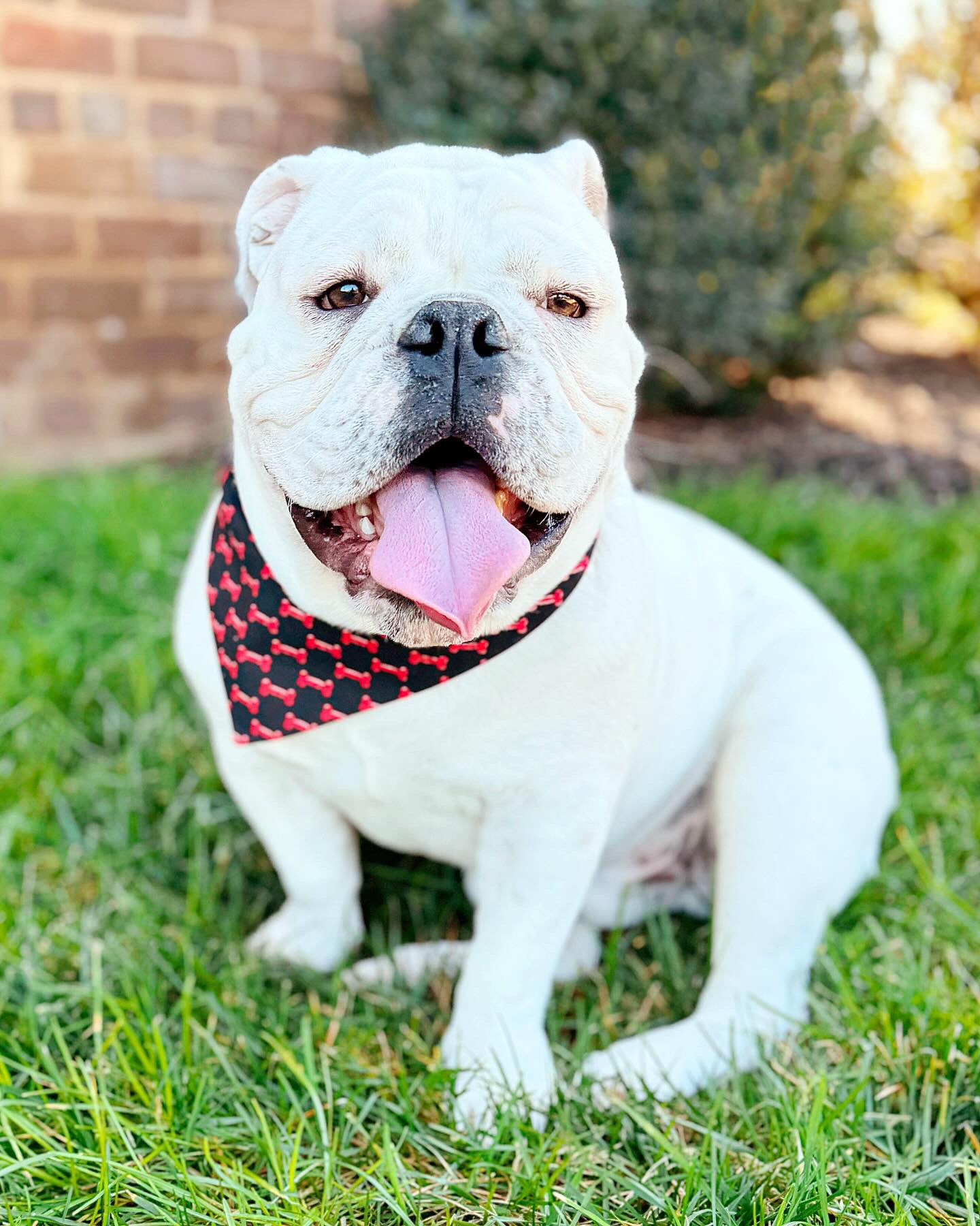 Reversible dog bandana red and black