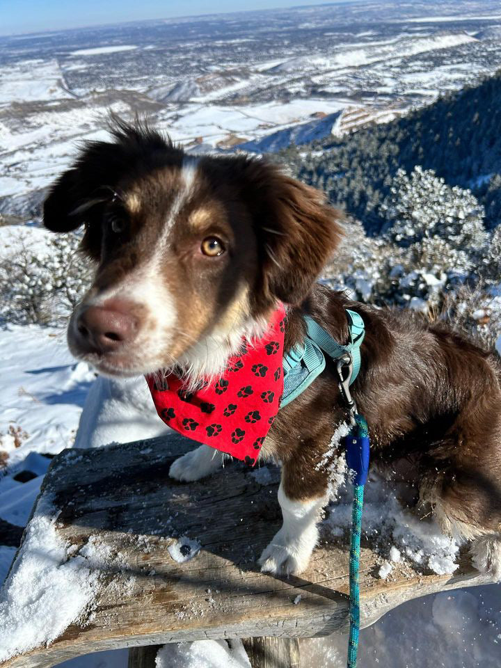 Reversible dog bandana red and black