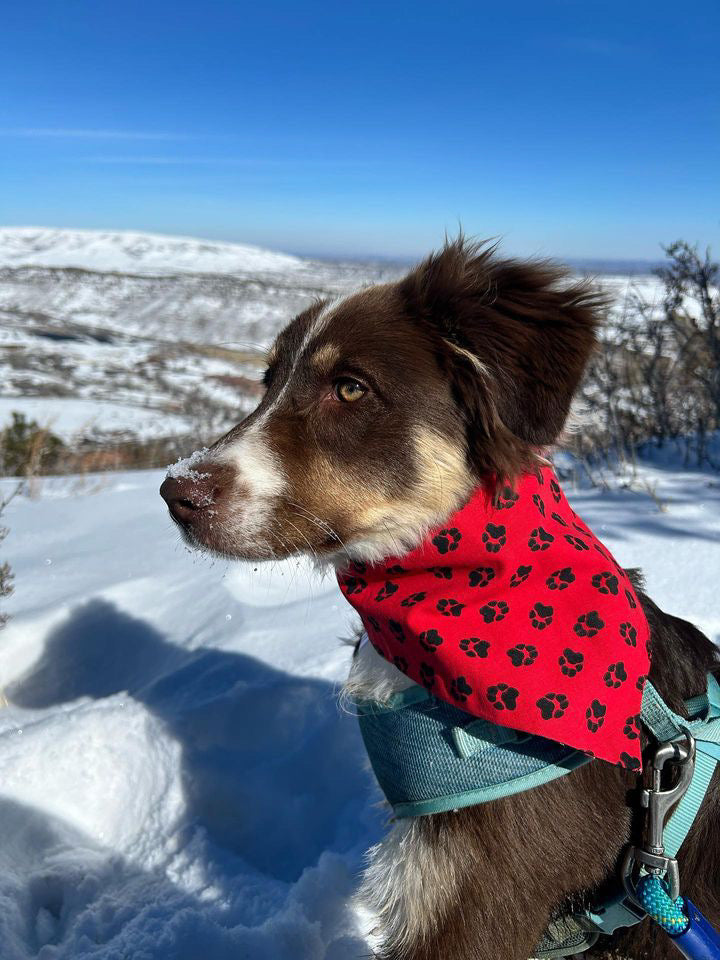 Reversible dog bandana red and black