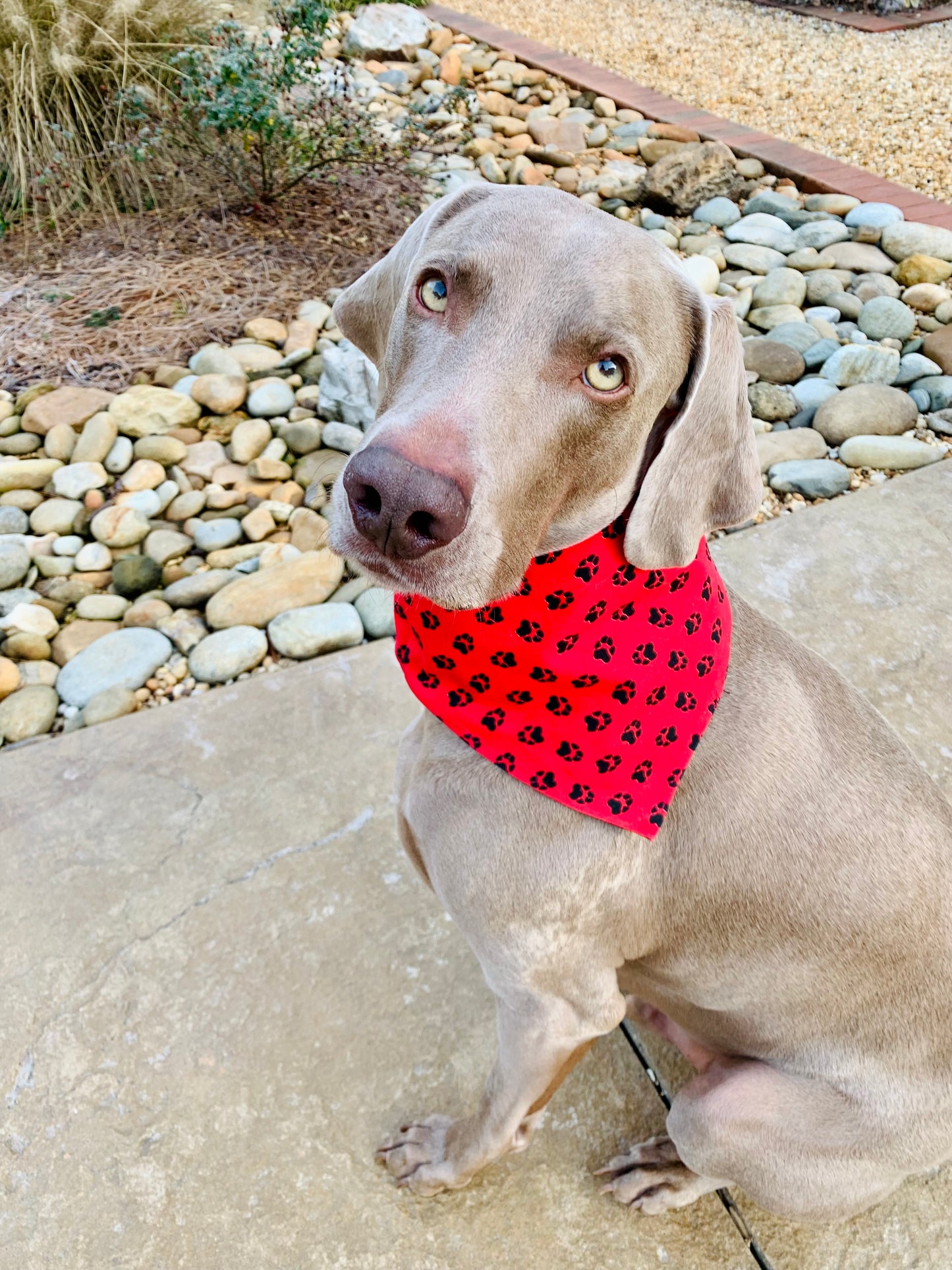 Reversible dog bandana red and black