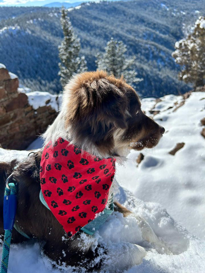 Reversible dog bandana red and black