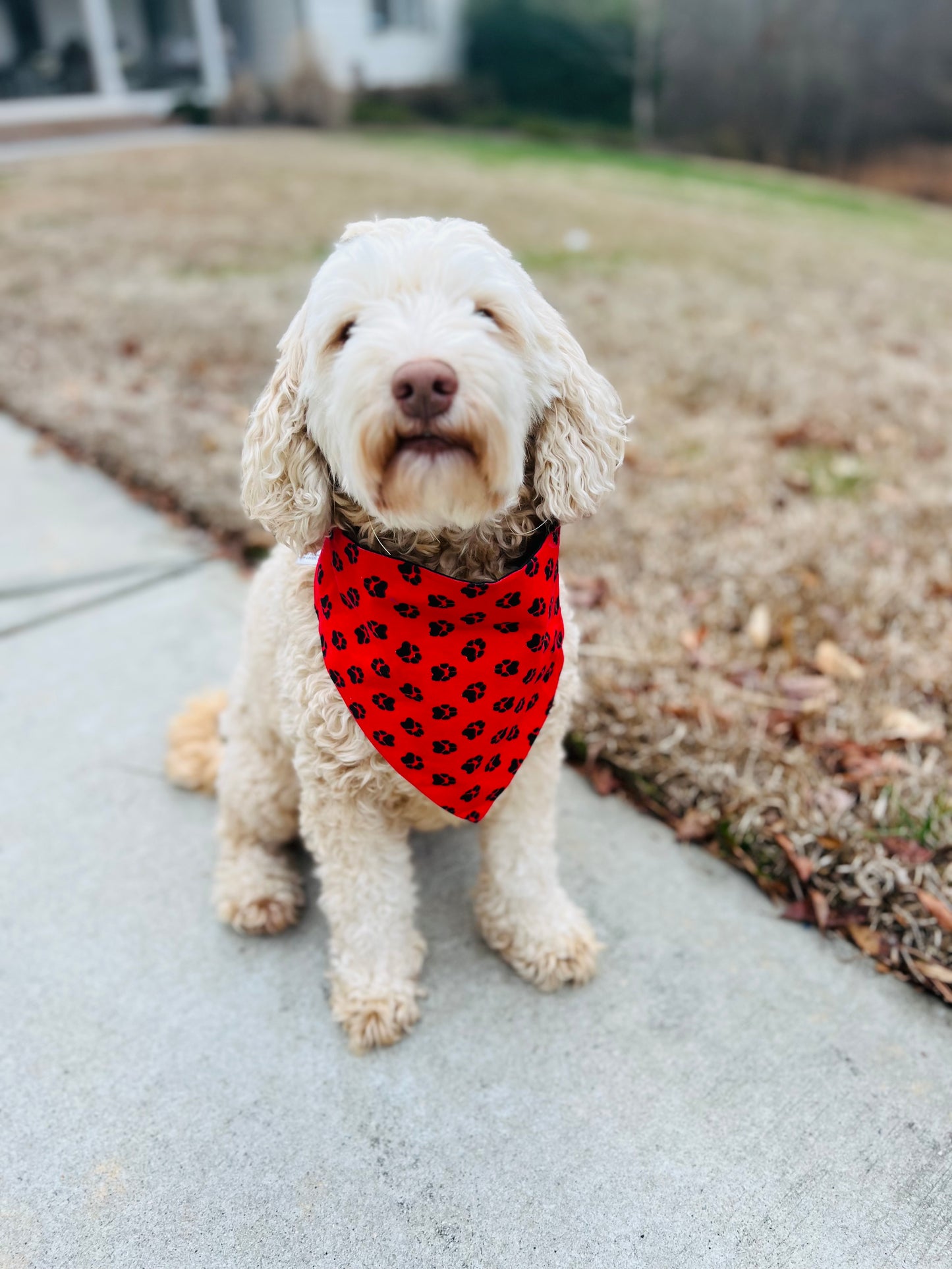 Reversible dog bandana red and black