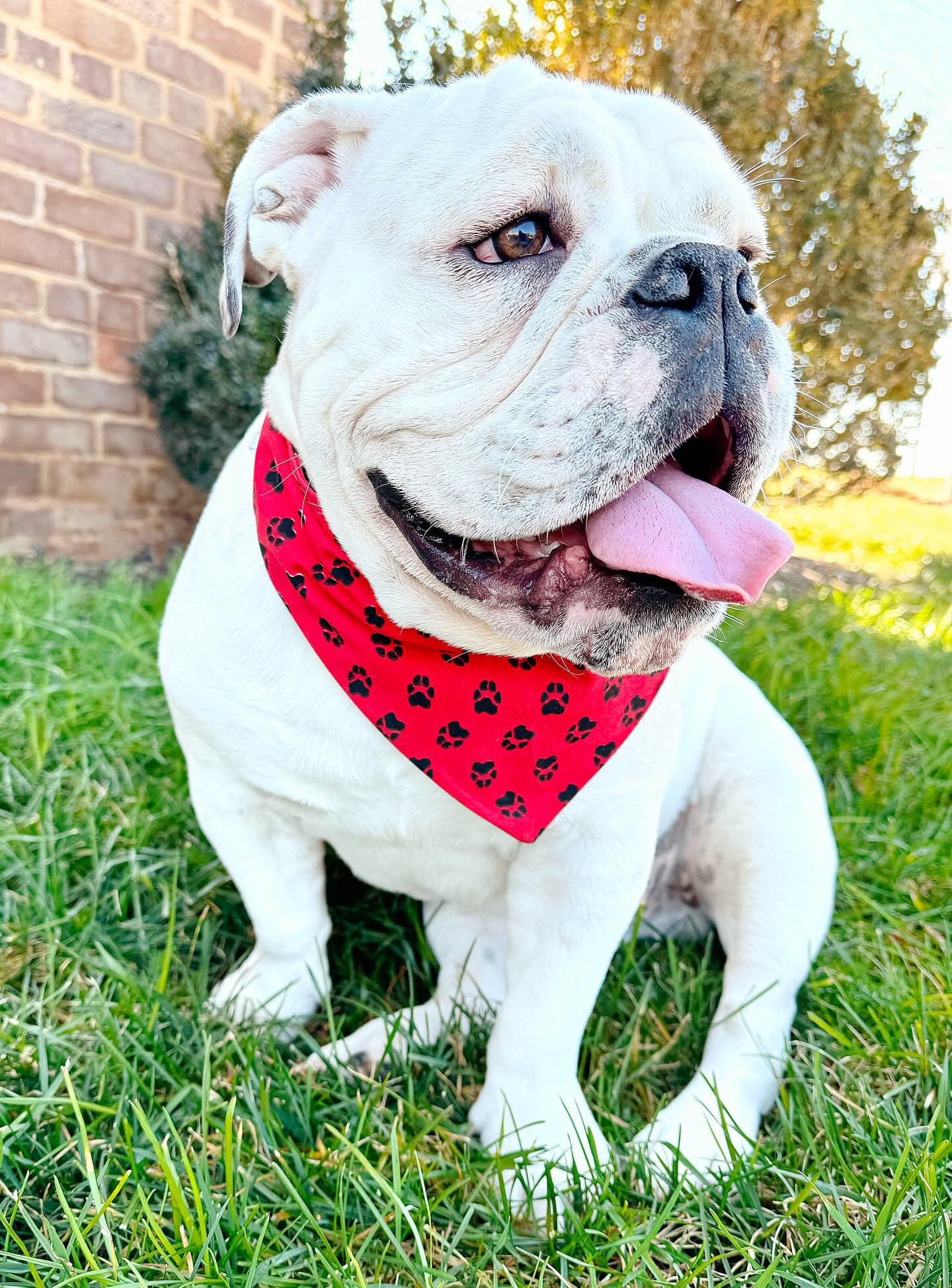 Reversible dog bandana red and black