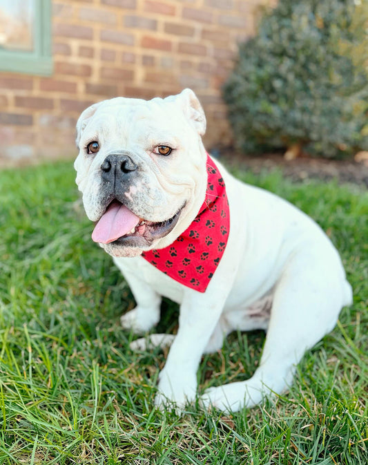 Reversible dog bandana red and black