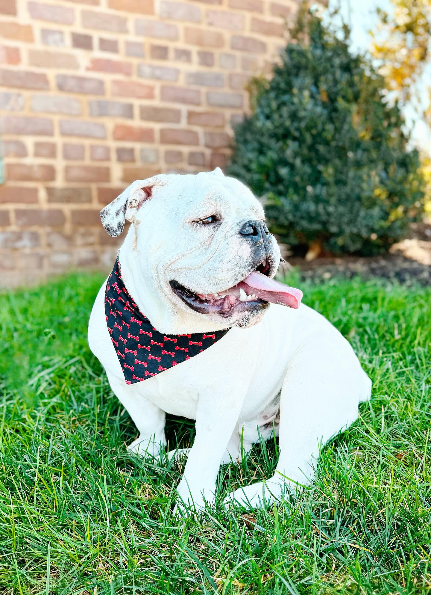 Reversible dog bandana red and black